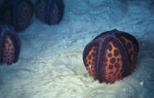 Sumrall_Lab's tweet image. I had a paper come out today with Samuel Zamora, Imran A. Rahman,  Adam P. Gibson  and Jeffrey R. Thompson looking at a new #Cambrian #edrioasteroid that lacks calcified plating of the interambulacra.  Enjoy! royalsocietypublishing.org/doi/10.1098/rs…