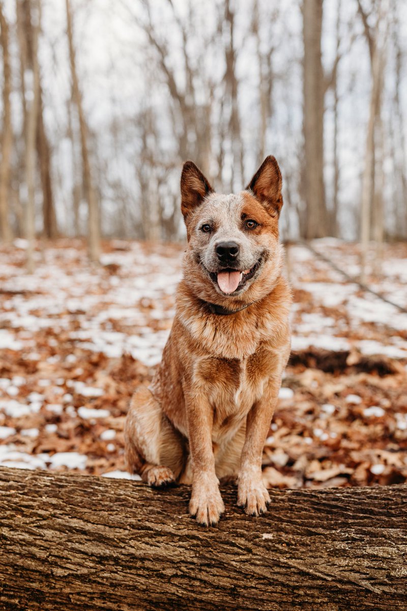 Cody says hi 🐾
#Hello #cutedogs #twitterdogs