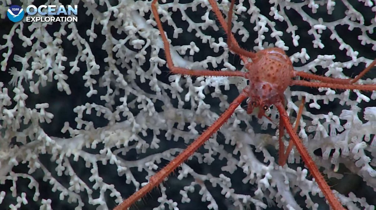 Happening now: #Okeanos dive exploring a feature with a diversity of corals and other marine life. Join us for the final dive of the 2022 shakedown: oceanexplorer.noaa.gov/okeanos/explor…