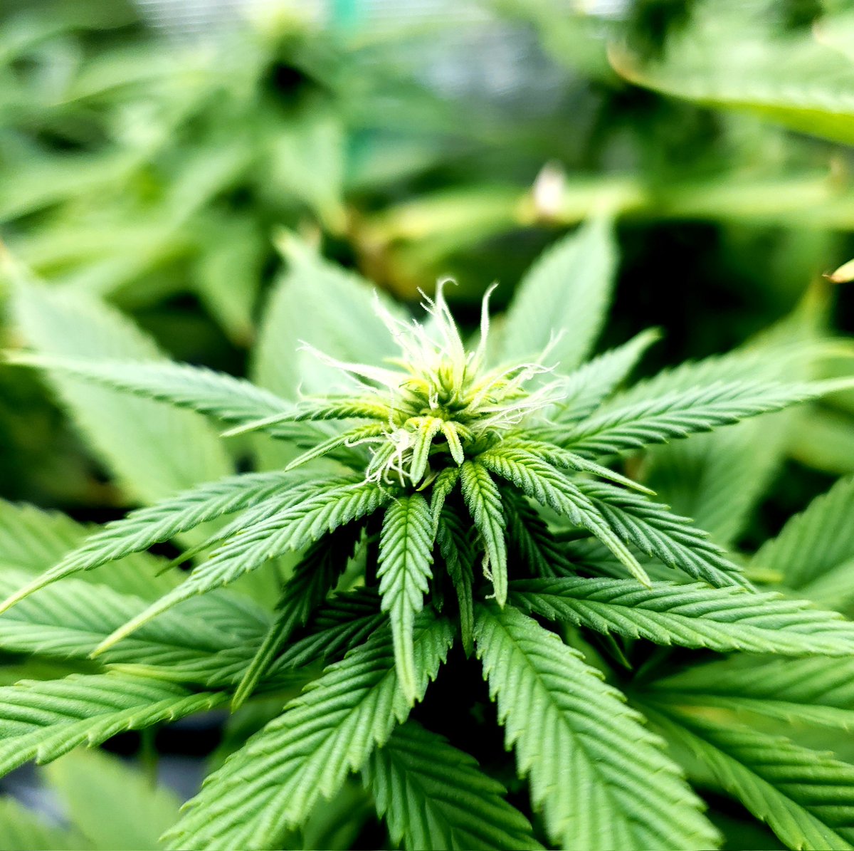 nmflowergrower's tweet image. "There are only two ways to live your life. One is as though nothing is a miracle. The other is as though everything is a miracle."-Albert Einstein

Cultivar:Sour Lemon Dropz 
Light:SpiderFarmer SF2000
#IrvineArmy #Mmemberville #GrowYourOwn