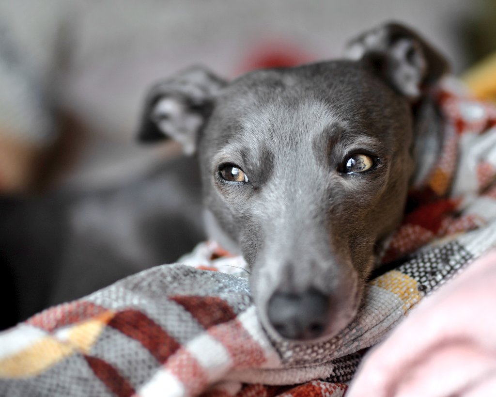 Dear Ernest Pet Photography tweet media