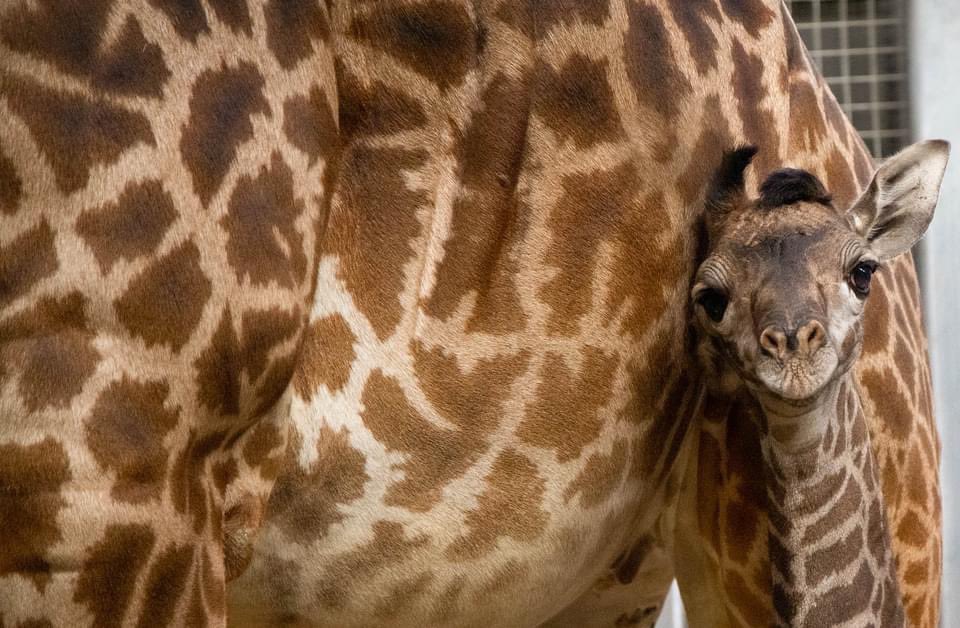 TheTorontoZoo's tweet photo. It's the mini ossicones for us π₯Ίπ¦ #LittleLongLegs https://t.co/xvGmXdiUn6
