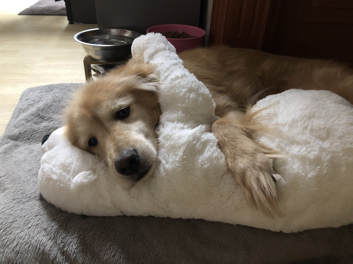 SpringPark99's tweet photo. 곰돌이 사랑~ #이케아 #goldenretriever #인형 #골댕이 #반려견 https://t.co/CmK4QrTtFx