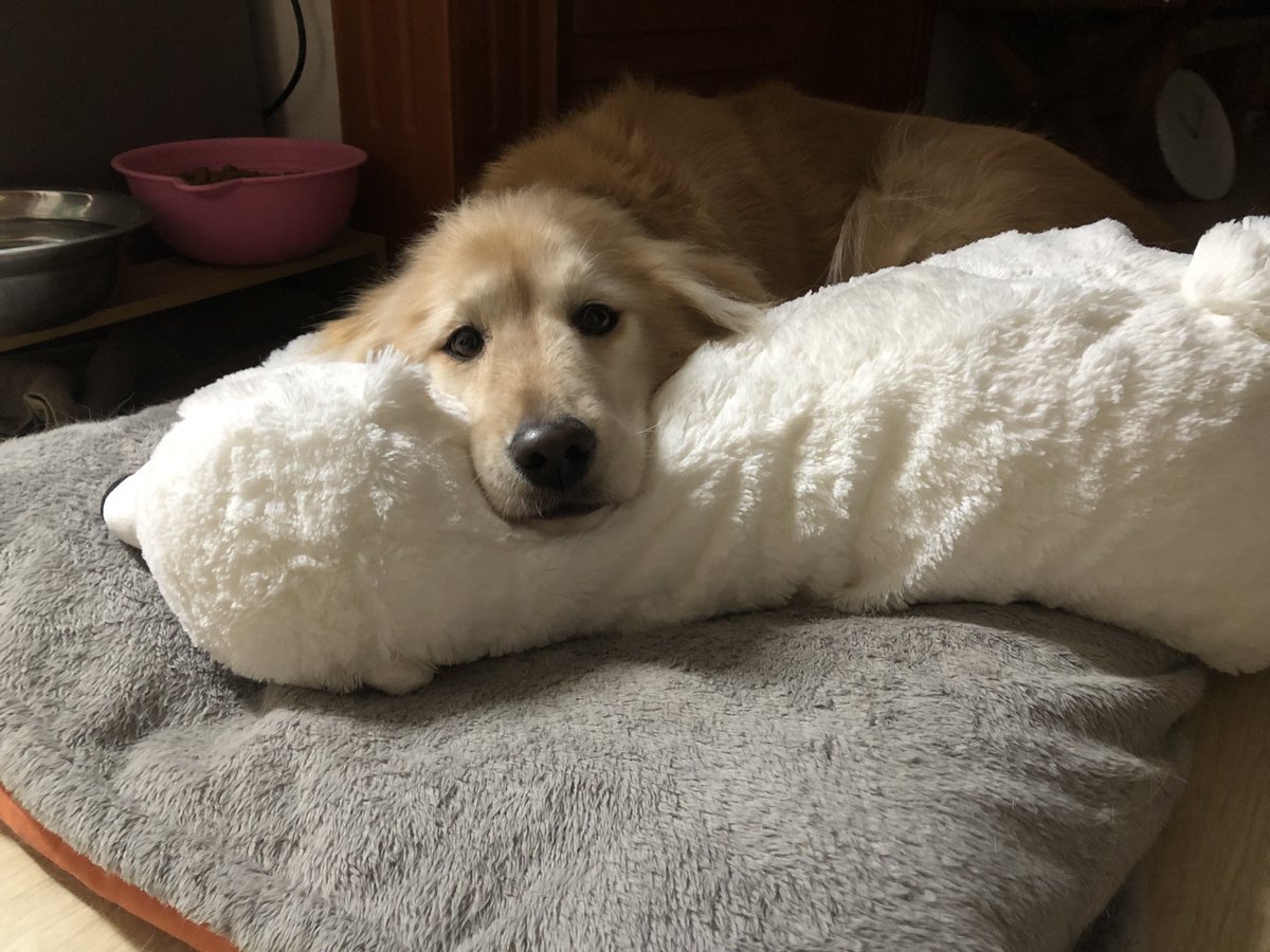 SpringPark99's tweet photo. 곰돌이 사랑~ #이케아 #goldenretriever #인형 #골댕이 #반려견 https://t.co/CmK4QrTtFx