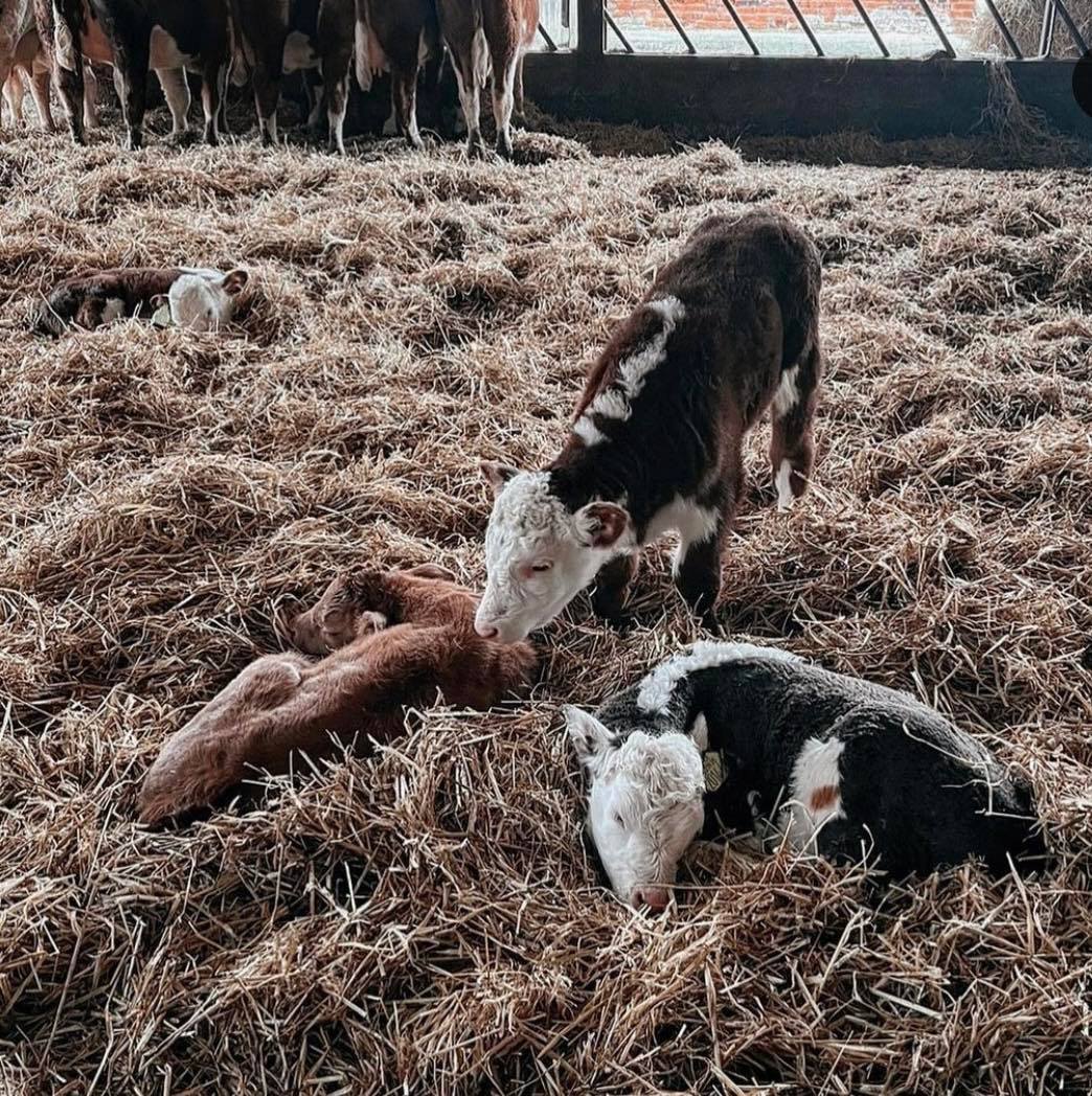 FarmingUK tweet media