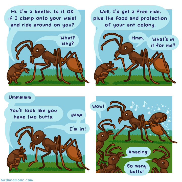 Rosemary Mosco (Bird And Moon Comics) (@rosemarymosco) on Twitter photo For #InverteButtWeek, here's an older comic about an incredible butt mimic, named in honor of ant scientist <a href="/DanielKronauer/">Daniel Kronauer</a>. For #InverteButtWeek, here's an older comic about an incredible butt mimic, named in honor of ant scientist <a href="/DanielKronauer/">Daniel Kronauer</a>.