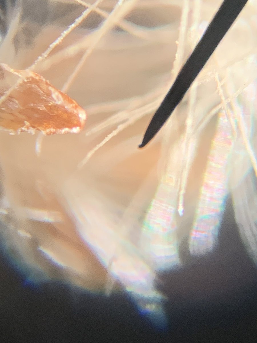 CarboniferousPk's tweet photo. I love (meteorological) Spring!! We found 2 squirrel tails, Goldenrod seeds, a Bagworm pod, and just enough fresh clover to see the nitrogen-fixated rhizobia nodules!
#CHSProud #TooNiceToBeInside https://t.co/vczdorFHpS