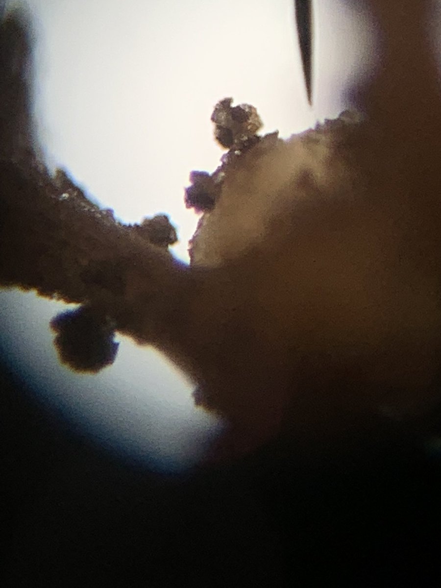 CarboniferousPk's tweet photo. I love (meteorological) Spring!! We found 2 squirrel tails, Goldenrod seeds, a Bagworm pod, and just enough fresh clover to see the nitrogen-fixated rhizobia nodules!
#CHSProud #TooNiceToBeInside https://t.co/vczdorFHpS