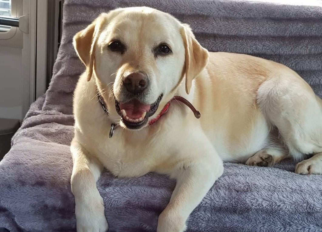 garethpembs's tweet photo. Thank you so much @YuMOVE l didn't expect a refund for Roxys last subscription and now you've sent us a card and Forget me not seeds. Exceptional customer service, so grateful  🐾 https://t.co/DnUHNJUy3e