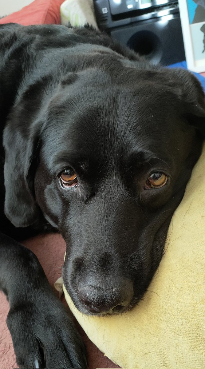 SmallScottish's tweet image. Puppy dog eyes ❤️