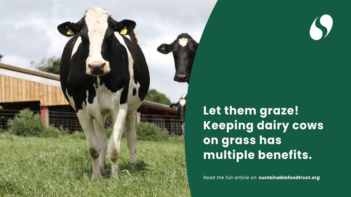 Read 'Let them graze! Keeping dairy cows on grass has multiple benefits'.  🐄 🌾 

'Advertisers love to put images of grazing cows on dairy products. However, the animals you are mostly likely to see grazing in the British countryside are beef cattle...'

sustainablefoodtrust.org/articles/grass…