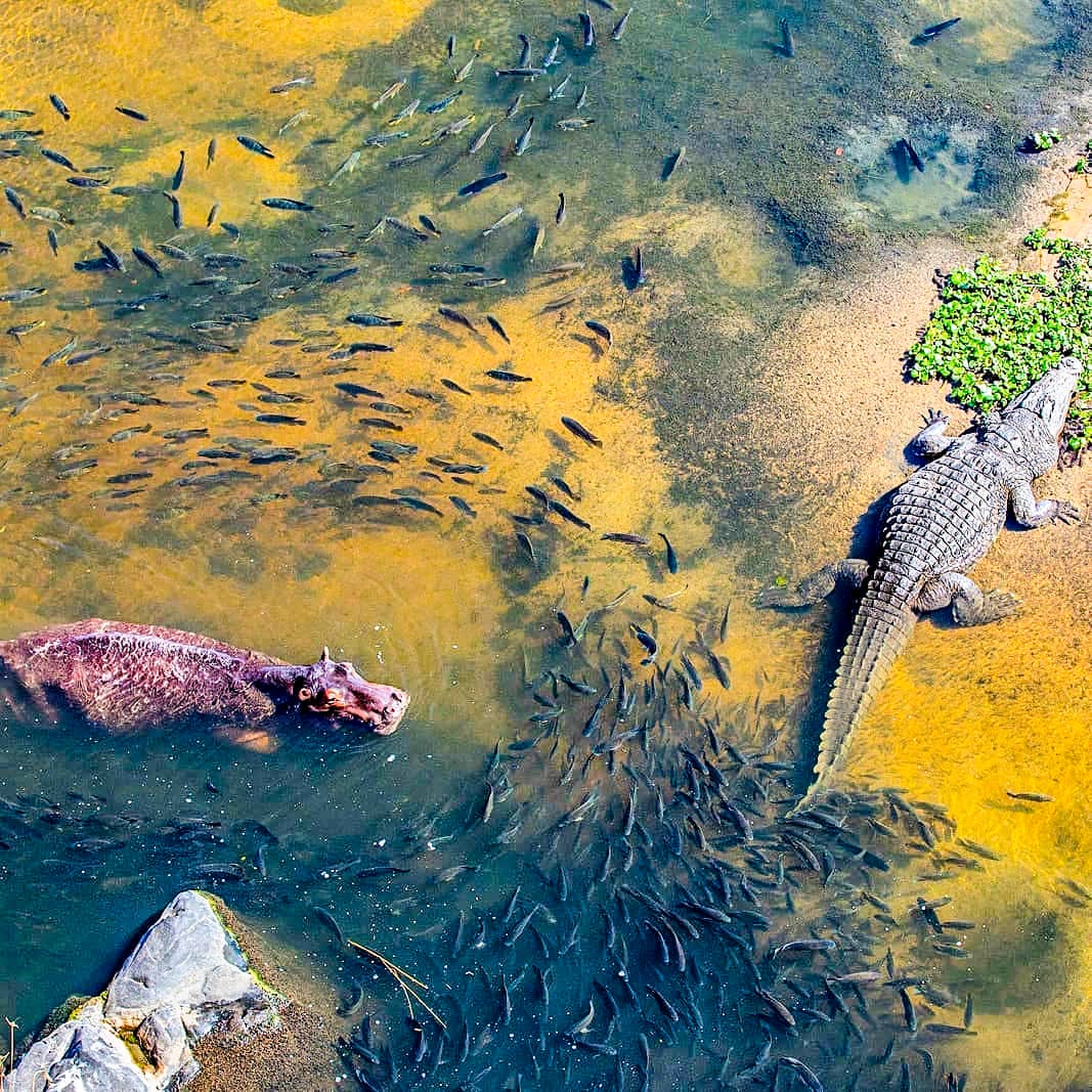 Aquatic community meeting #KazingaChannel, #QueenElizabethNP, #Uganda’s prime #safari destination thanks to its high biodiversity rating! 
📸Courtesy photo
