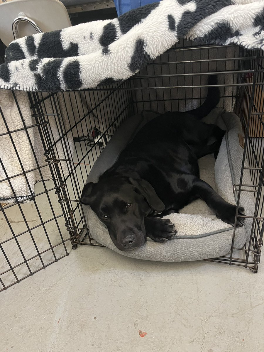 Special visitor in the Ag room today to help students learn animal anatomy and behavior! #teachag #animalsci #movalleyag #psuaged19