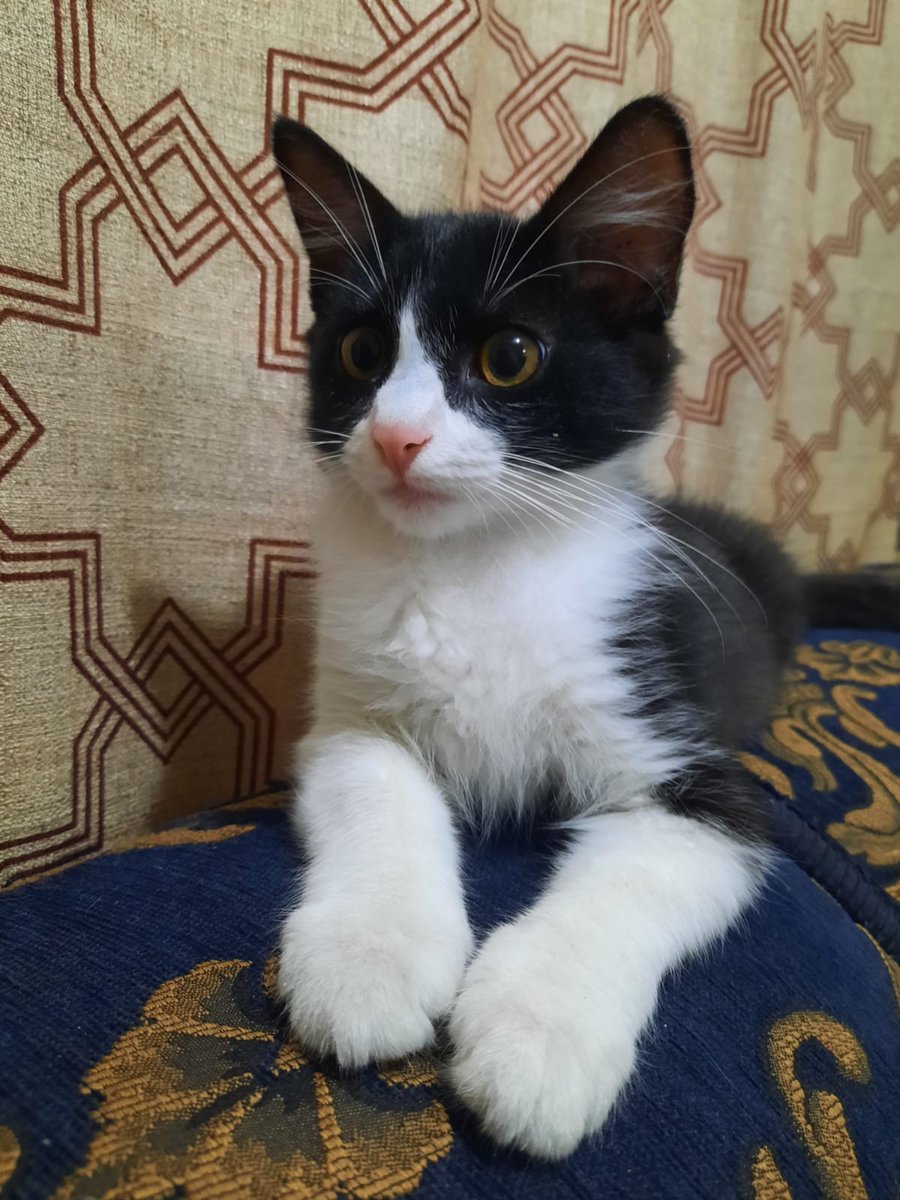 Beiioso's tweet photo. ¡Este gatito busca una familia amorosa que lo adopte! Es varón, tiene 5 meses, se apoyará para la castración, ya tiene todas las vacunas, está desparasitado y lo entregan con su kennel. Interesados, contactar a Carlos Sánchez 77360700. Favor RT. https://t.co/rTlP0cmMu5