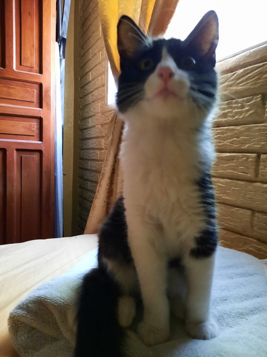 Beiioso's tweet photo. ¡Este gatito busca una familia amorosa que lo adopte! Es varón, tiene 5 meses, se apoyará para la castración, ya tiene todas las vacunas, está desparasitado y lo entregan con su kennel. Interesados, contactar a Carlos Sánchez 77360700. Favor RT. https://t.co/rTlP0cmMu5