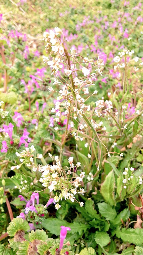 美緒 ナズナ 花言葉 あなたに私の全てを捧げます 好きな人に言われたら 素敵な言葉だけど そうでもない人に言われたら ちょっと怖いねꉂꉂ ˊᗜˋ T Co Cnkujt533b Twitter