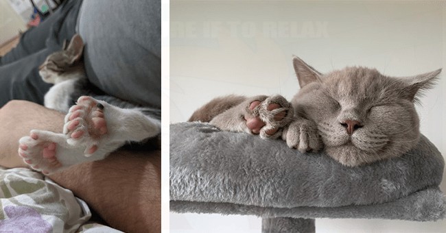 VincentRedStick's tweet image. harry.loveme.run
Well well well,Very funny animal moments! cats, puppies, dogs, squirrel, horse, lama, cow, goat, parrot, raccoon,... how they behave,
So ridiculous, funny and cute!