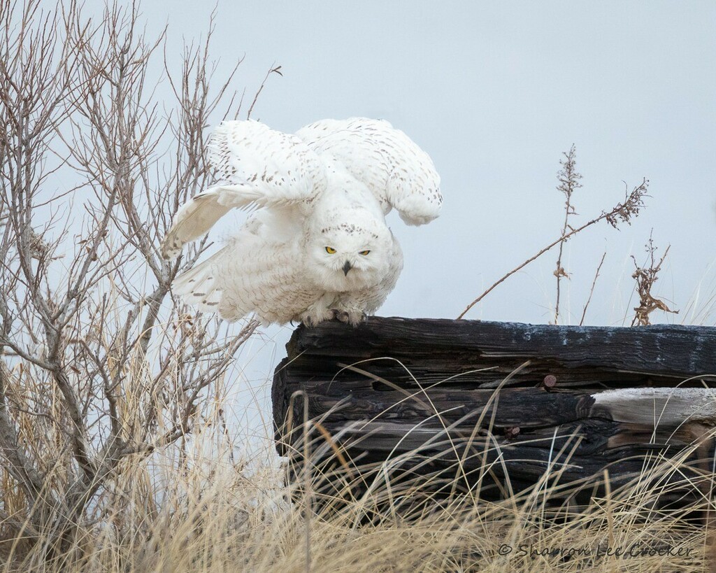 Sharron Crocker tweet media