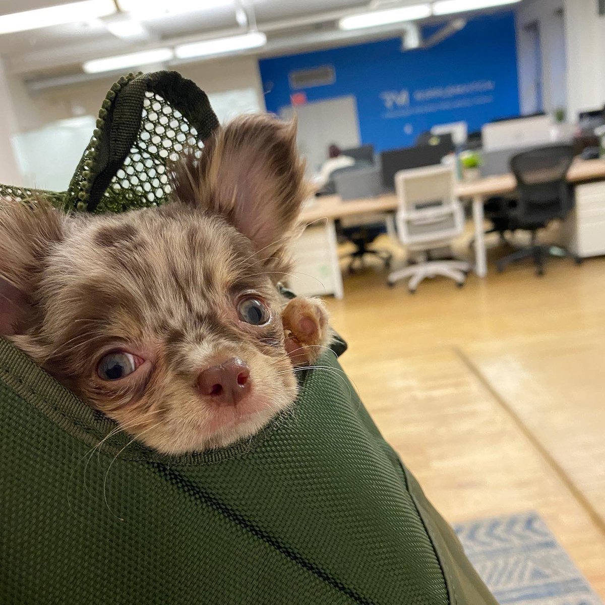 Emilyyho's tweet photo. Little Millie visiting the office @ripplematch Come work with us! https://t.co/0eI54Hu94h