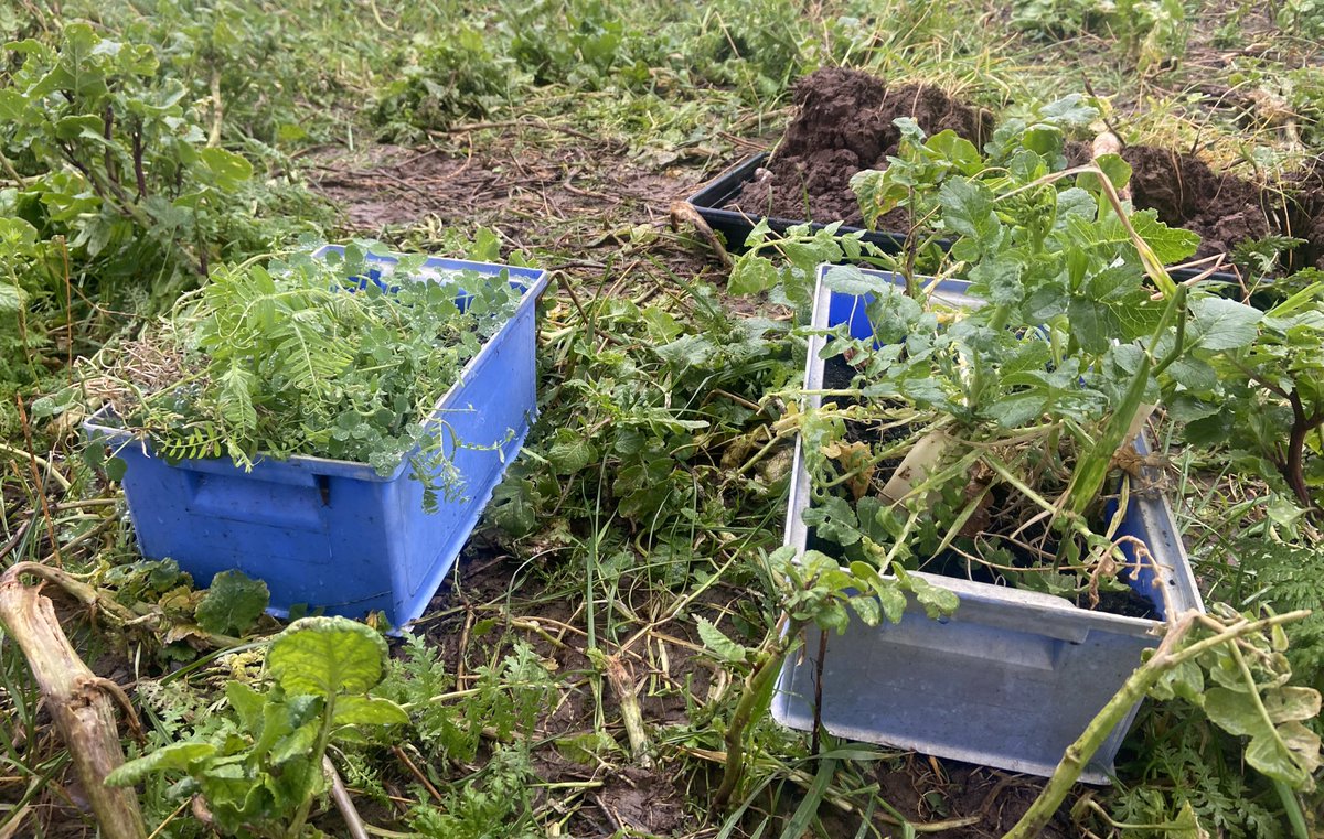 ArableFarming's tweet photo. Proof different soil biology favours different plant species.
Exactly the same seed was drilled in both boxes but soil in the left hand box comes from a wormery & legumes dominate.
Right hand box is farm standard & mostly brassicas @Hutchinsons_Ag @dick_neale #helixfarm https://t.co/9M7dlPHMlj