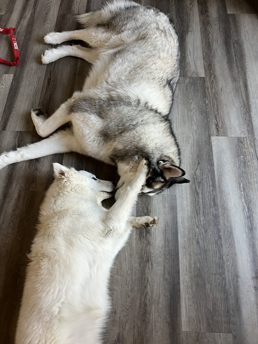 She is straight forcing him to accept her kisses. 😂🥺 

#twitterdogcommunity #twitterdogs #dogsoftwitter