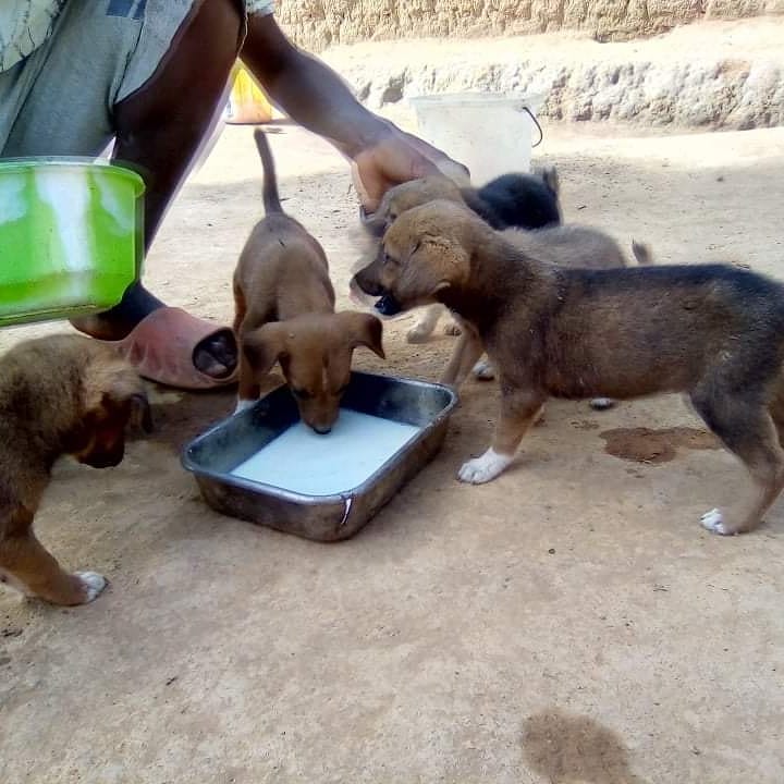 LiberiaAnimal's tweet photo. These 6 cute puppies might die if they don't get the proper puppy milk and foods.Their mother died few days ago. To donate for these cute puppies, please click on this link and write FOR PUPPIES as a donation note https://t.co/r6A9R1DB7q
#pets #donation #charity #petforlife https://t.co/pOjn07mhB0
