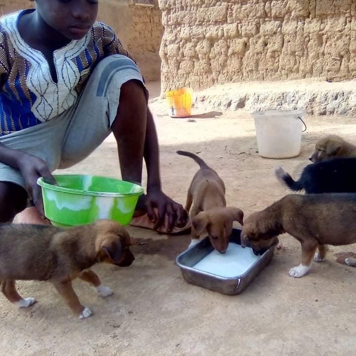 LiberiaAnimal's tweet photo. These 6 cute puppies might die if they don't get the proper puppy milk and foods.Their mother died few days ago. To donate for these cute puppies, please click on this link and write FOR PUPPIES as a donation note https://t.co/r6A9R1DB7q
#pets #donation #charity #petforlife https://t.co/pOjn07mhB0
