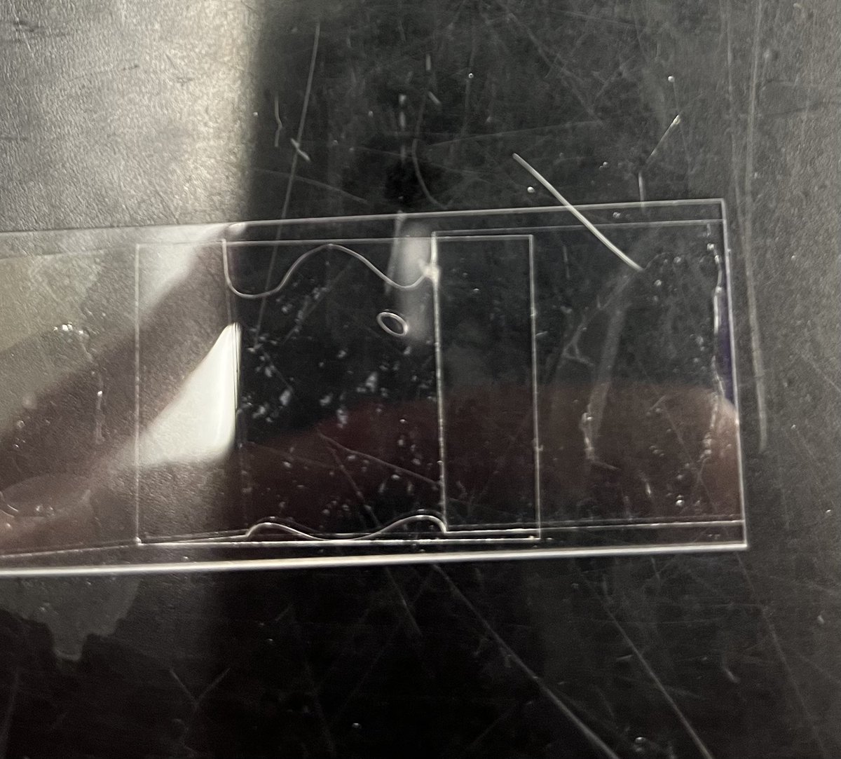 How did my dogs hair end up on a microscope slide…🤦🏻‍♀️🐶