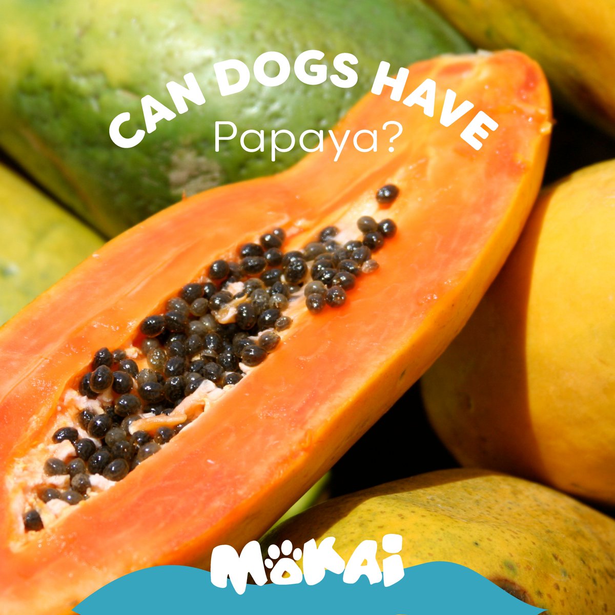 mokaipaws's tweet photo. Papain, an enzyme that helps support healthy digestion, reduces inflammation and pain, and helps heal wounds.  
Before feeding your pup with papayas: carefully remove all their seeds, and be aware of any allergic reactions they might present.
#pawsforchange #petproducts https://t.co/r5qYJaszlg