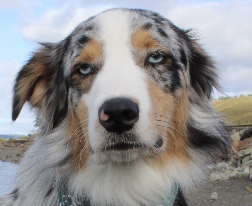 Me waking up this morning &amp; realizing it’s only Wednesday:

#dogtwitter #dogsoftwitter #dogtwittercommunity #twitterdogs #twitterdogcommunity