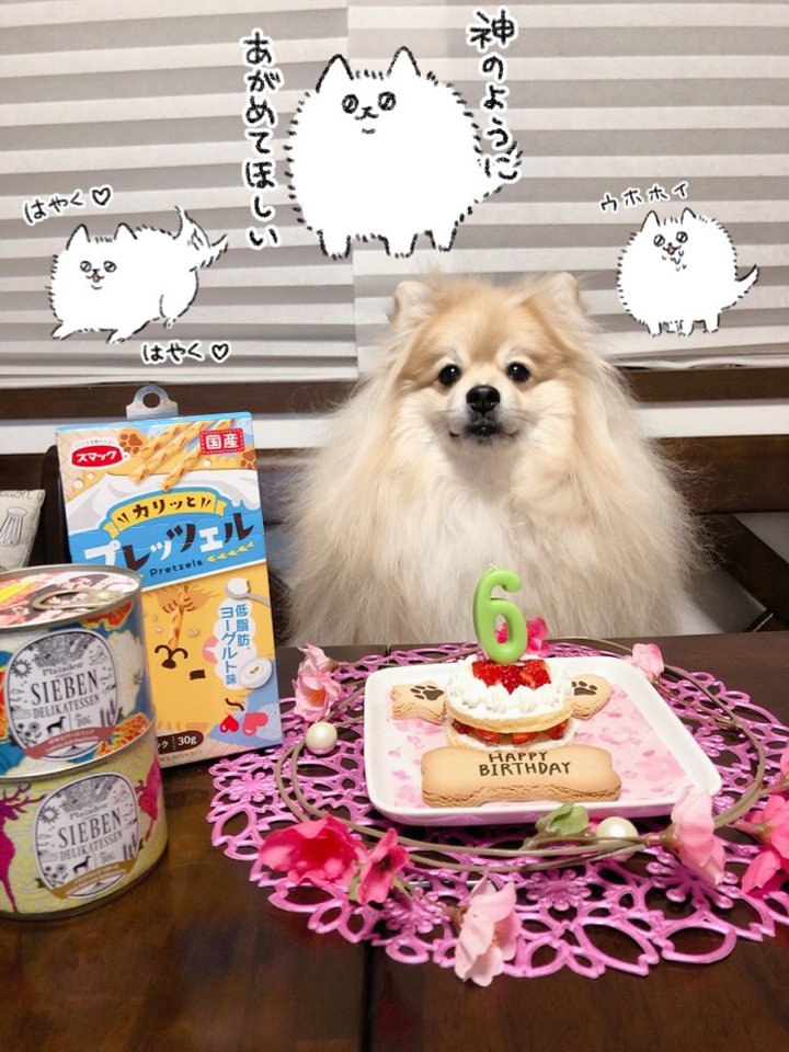 ぽめおちゃん、6歳のお誕生日おめでとう🥳
生まれてから毎日可愛いし、生まれた日付けまで可愛いという奇跡のひな祭りボーイ🎎🍡
(ほぼ毛で出来ている)

1日早いけど手作りケーキでお祝いしました。
今日も祝う！三日三晩祝う！ﾄﾞﾄﾞﾝ ﾄﾞﾄﾞﾝ ﾄﾞﾄﾞﾝ🥁