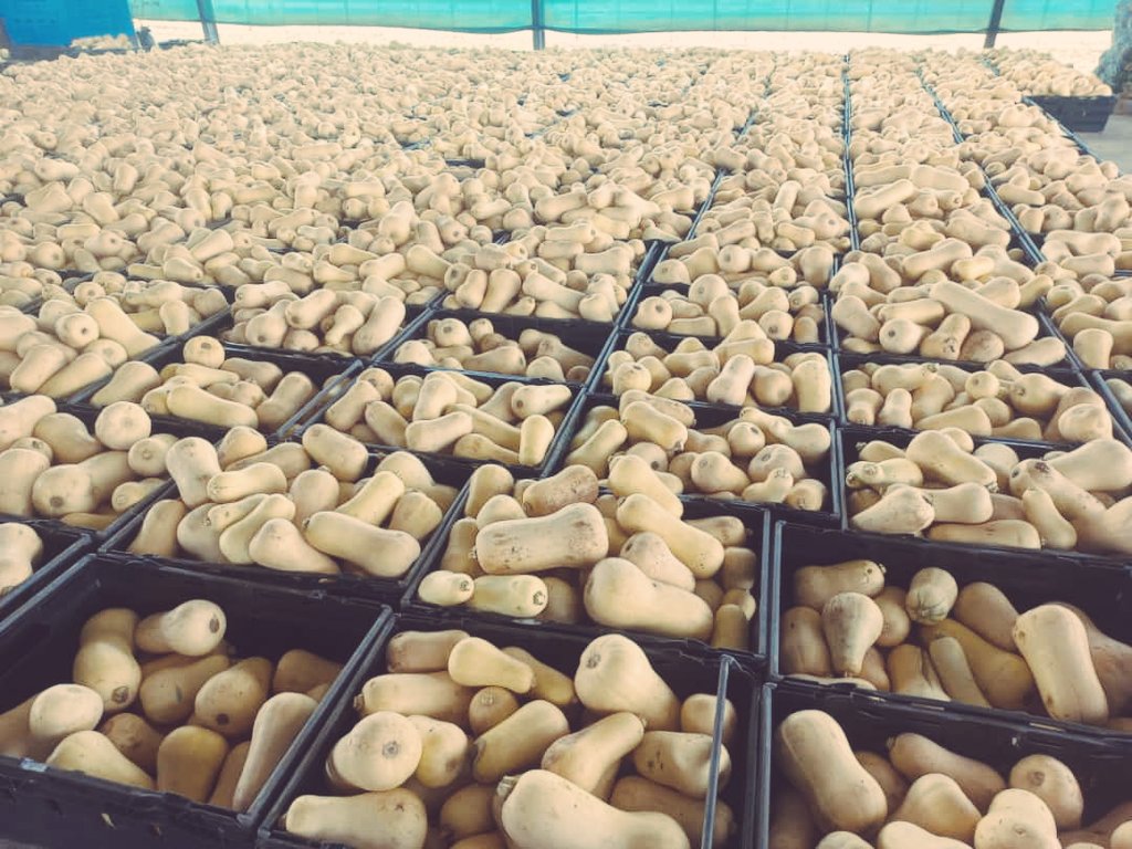 Litshani19's tweet photo. Butternut is ready.@IpelengKwadi @flmgreendale.@GlobalFarmersC1 https://t.co/6J3VgmIDls