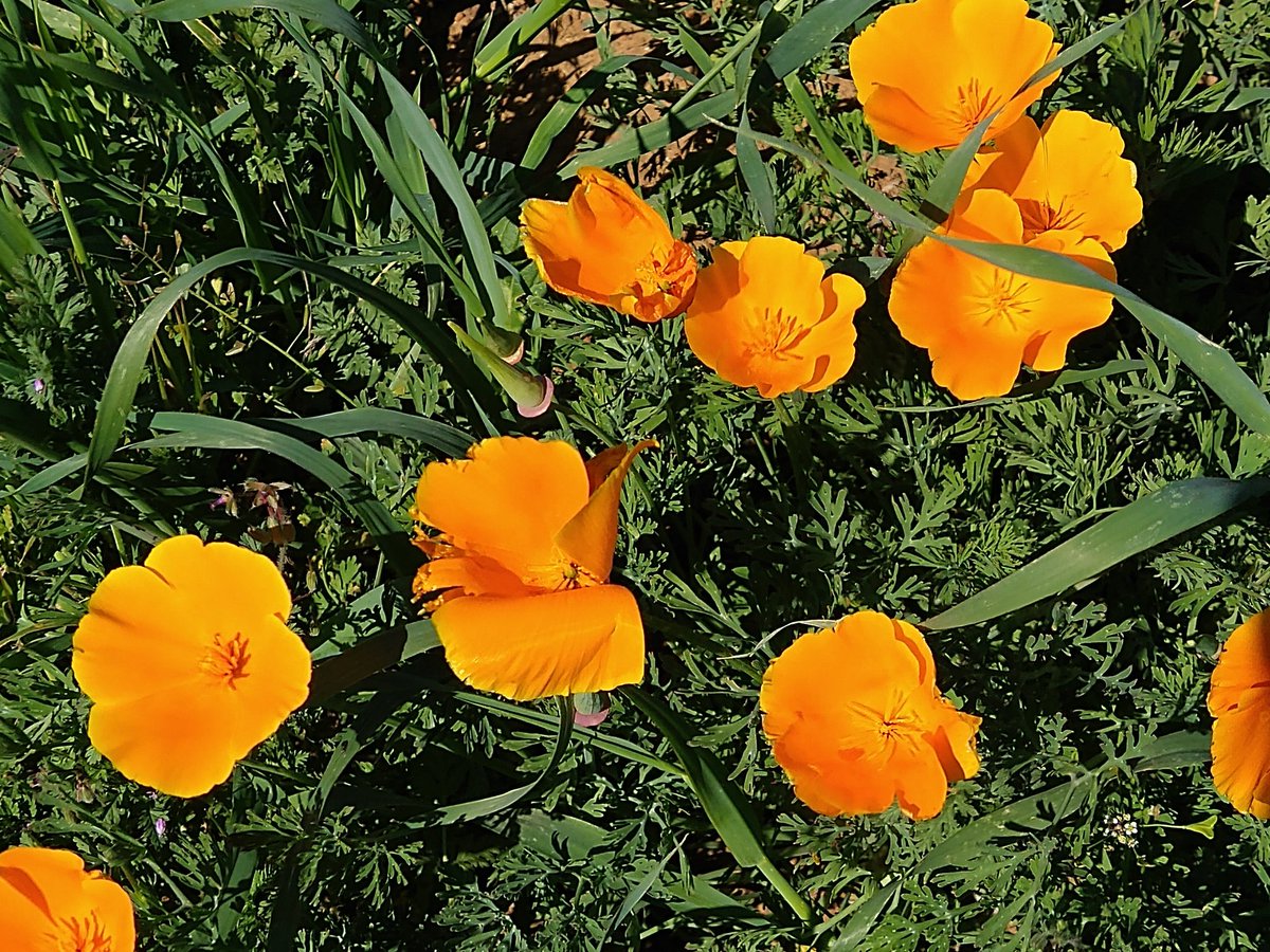 Good morning from California! The world is a crazy place sometimes, but flowers are always there, the constant beauty.  #CaliforniaPoppies