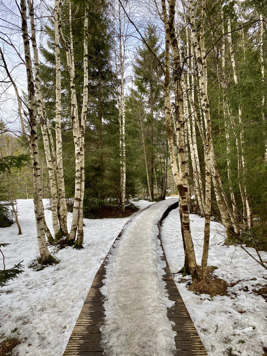 po_petit's tweet photo. Balade raquette familiale « La forêt blanche » autour du lac de Lispach 🌲❄️
Super sympa 💚🏔
#Lispach #LaBresse #LesVosges https://t.co/0psbF3sDng
