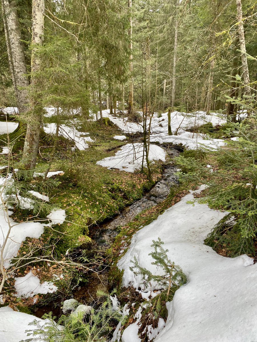 po_petit's tweet photo. Balade raquette familiale « La forêt blanche » autour du lac de Lispach 🌲❄️
Super sympa 💚🏔
#Lispach #LaBresse #LesVosges https://t.co/0psbF3sDng