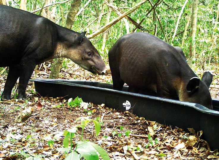 Eyewear tapir