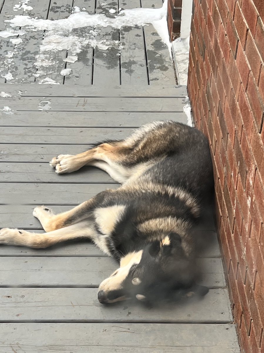 You know you’ve got a husky when…

#DogsofTwittter #dogs #cutedogs #twitterdogcommunity #huskymix
