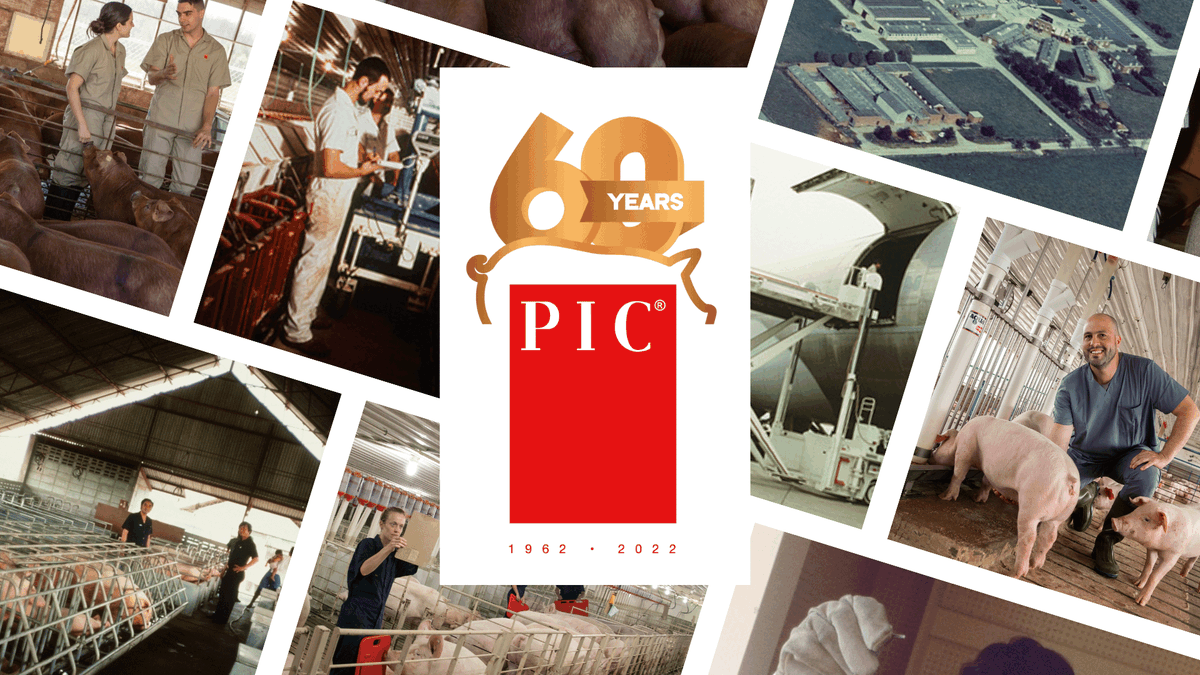 Pig Improvement Company (PIC) tweet media