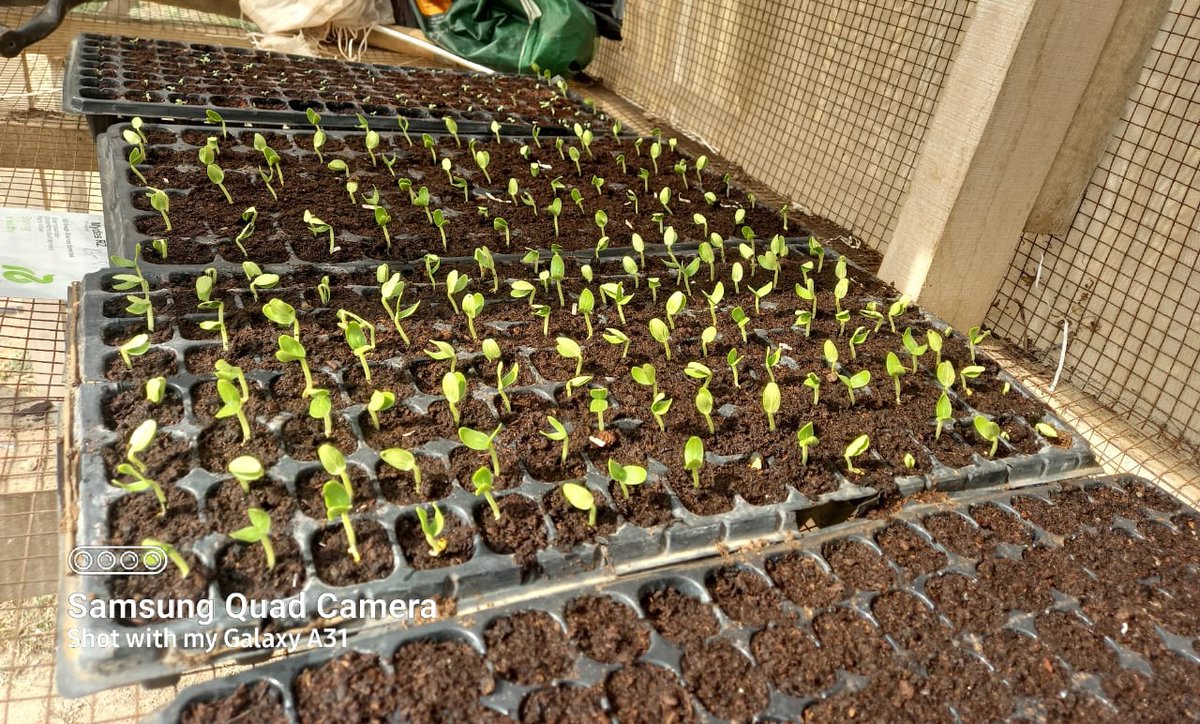 apoaklimited's tweet photo. It is a good practice to raise young vegetable seedlings in a nursery until they are matured enough for permanent planting.

Nursery beds creates favourable conditions for seedlings to grow. It is also easy to control weeds and pests which results in higher yields. https://t.co/n6JUZUidlQ