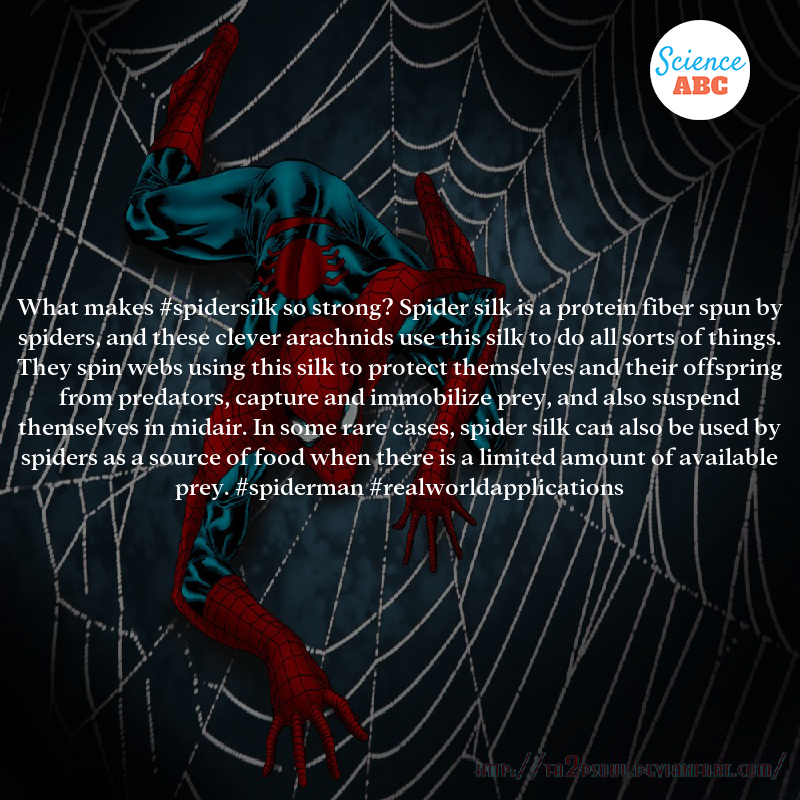 abc_science's tweet image. What Makes Spider Silk So Special? #spidersilk #spiderman #realworldapplications sciabc.us/bcJ1w