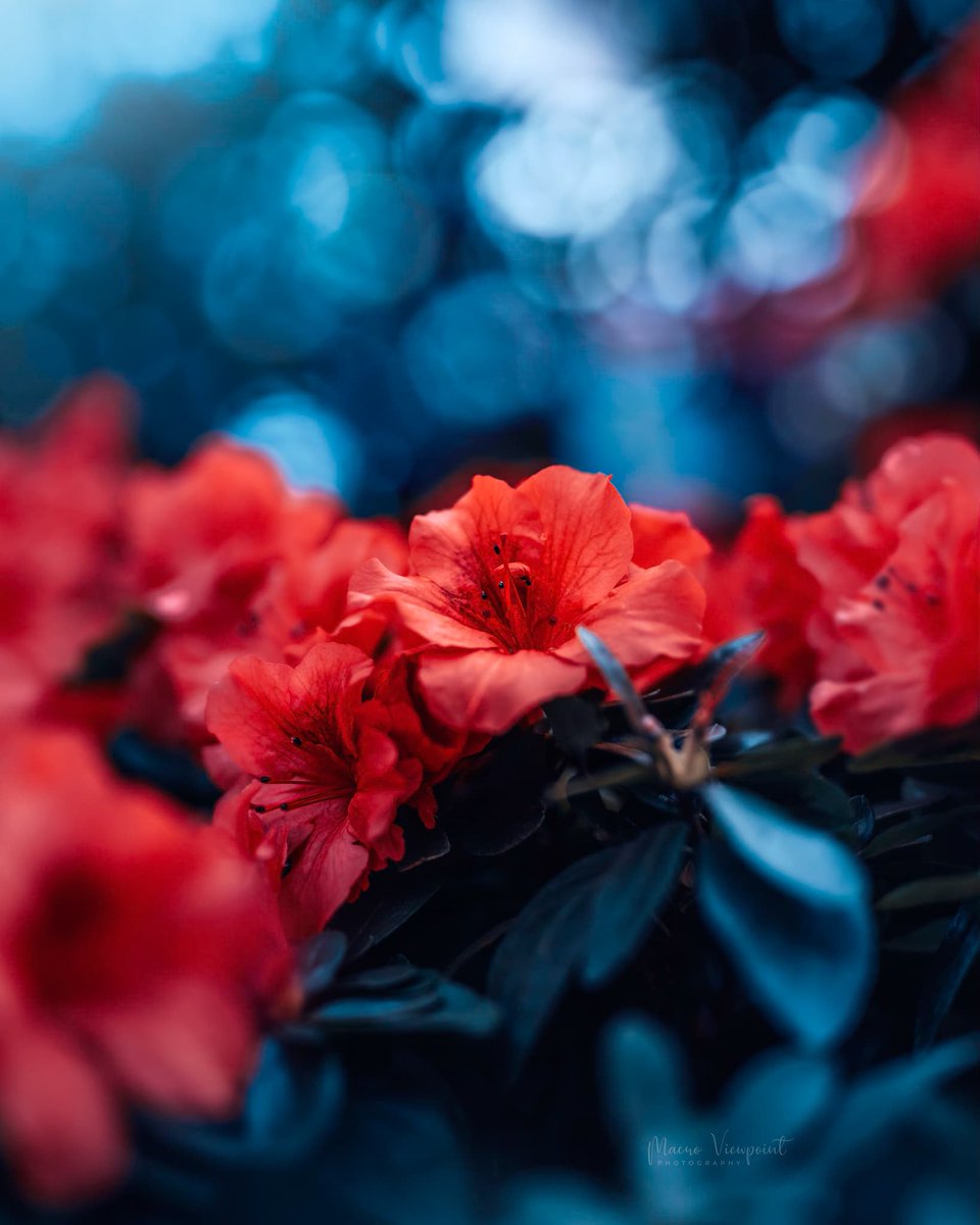 Let there be bokeh ✨

#bokeh #macrophotography #NaturePhotography #flowersphotography #flowerphotography