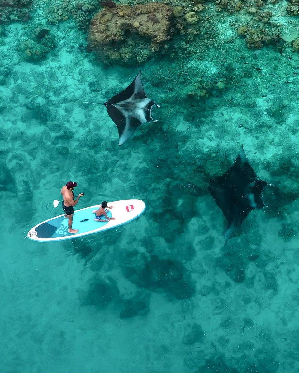 Visit Maldives tweet media