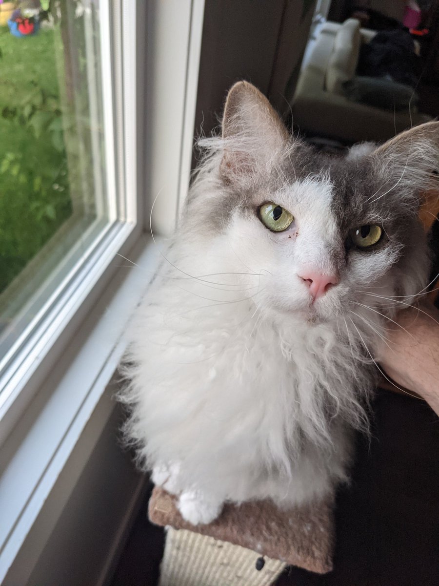mccm68's tweet photo. @YYCLostPet  my cat Louis disappeared last night, March 1. 

He is about 8lbs, 2.5 yrs old. He is a Laperm - no shedding.

His brother misses him! https://t.co/ucOjDDNzZD