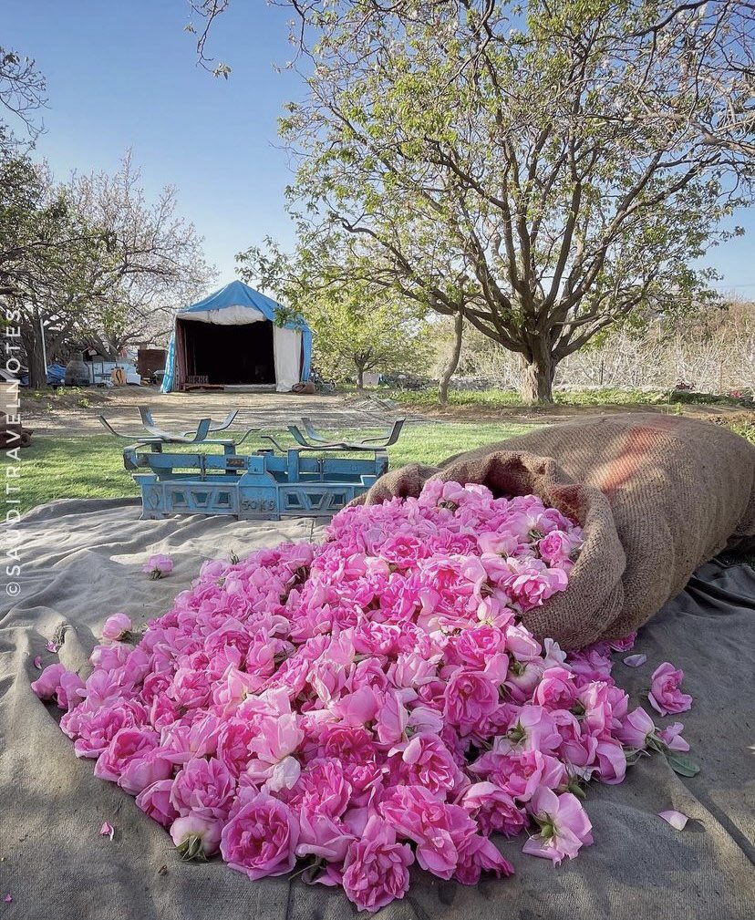 _ThisSaudi's tweet photo. Taif rose picking season https://t.co/n9GPLYrlhM