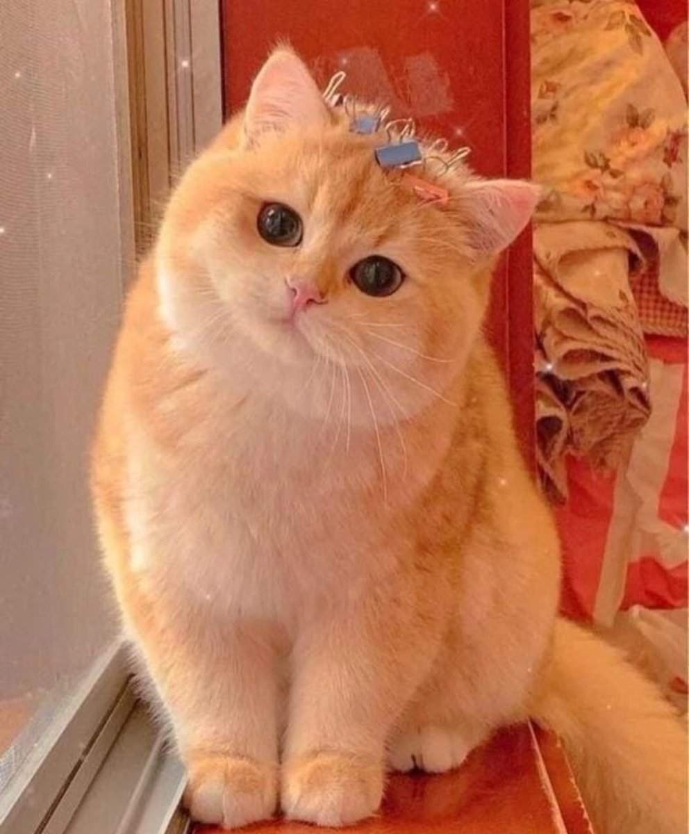 saiim_'s tweet photo. - Every cat is a blessing in islam ♥️😍 https://t.co/COARoI8jt0