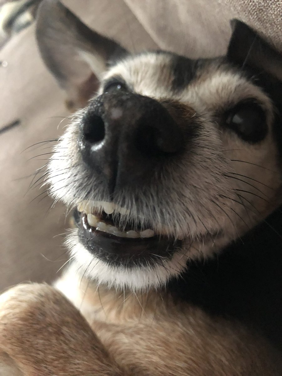 blondenurse33's tweet photo. I lost my #Obi 1 in October miss in him every day. He was the best rescue dog and to the people who abused him shame on you!!! But thanks for giving me the best dog in the world #RIPObi https://t.co/XXttvDhcoX