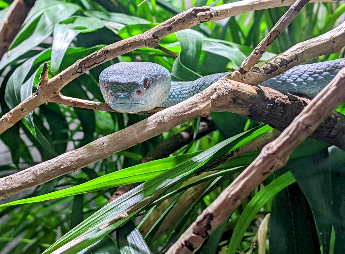 dannihinchy's tweet photo. But of course, the animals rule too!
@SalfordUni @ActforWildlife @chesterzoo #supportzoos https://t.co/VyeTGMnFmf