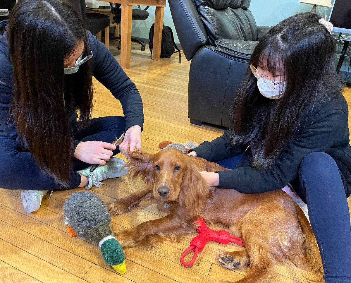 RsdBoarding's tweet photo. 𝙰𝚃 𝚃𝙷𝙴 𝙱𝙰𝚁𝙱𝙴𝚁𝚂 💈🐕🐶

Senior boarders, May and Bernice, are treating Basel to a little grooming session this afternoon. 

It looks like he’s enjoying himself anyway 😀

#boardingschool #iloveboarding #rsd #boardingbuddy #boardingdog #basel #royalschooldungannon https://t.co/8yiMeWJuqV