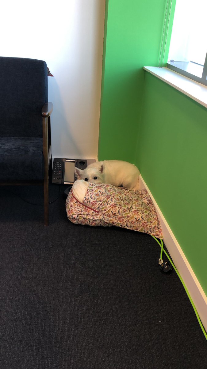 Anyone in the North East looking for a career "glow up" / fresh start at a dog-friendly office (see Maisie manning the phone attached for proof)? Feel free to DM me if you want to chat. ezoic-inc.breezy.hr/?&location=New…