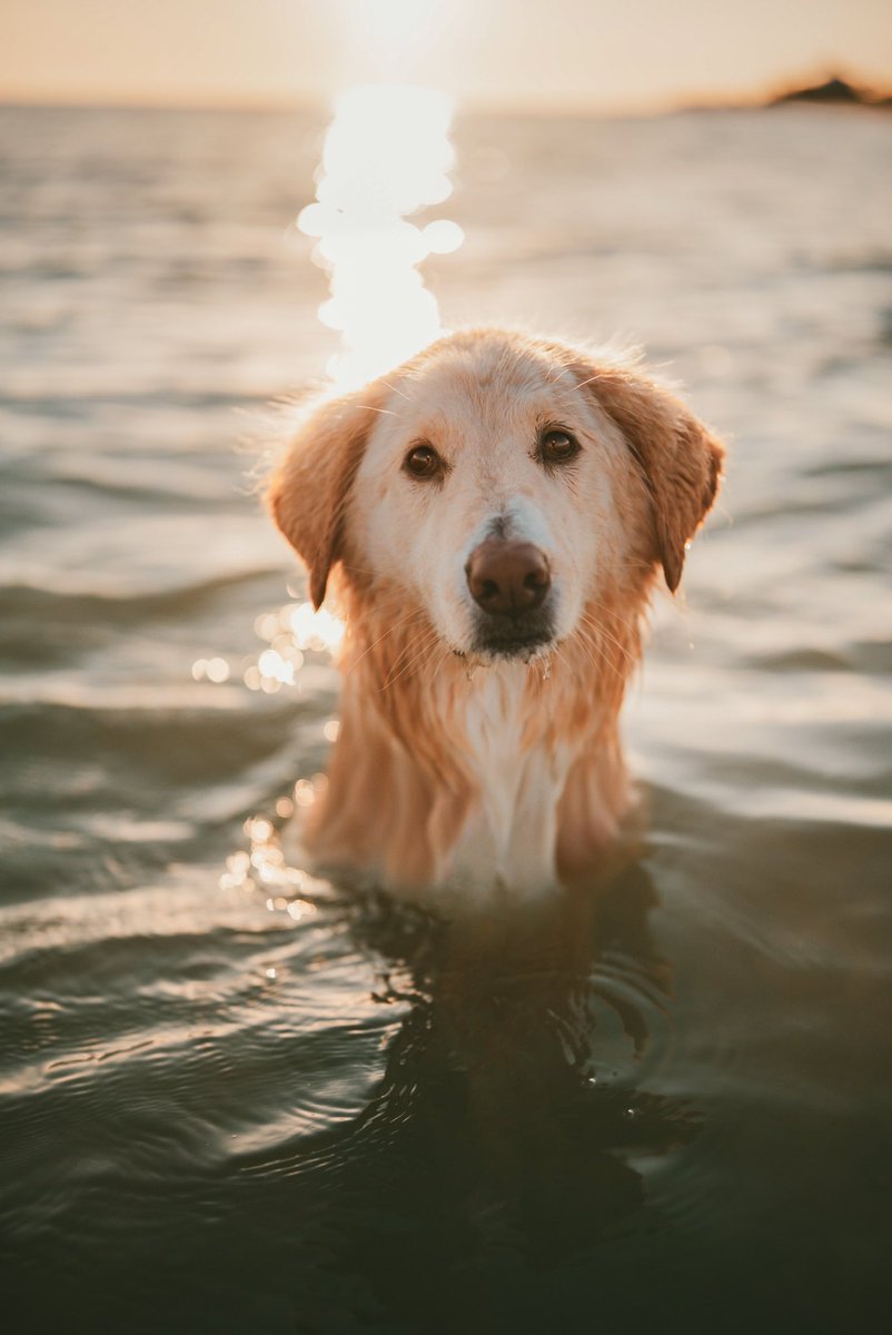 the thing I like about twitter is being able to share old photos, like this one!#goldenhour #DogsofTwittter